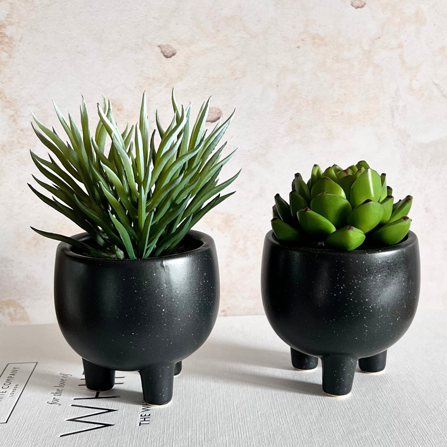 black succulents uk Potted Succulent – Sage & Bay Interiors