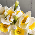 white daffodil bunch